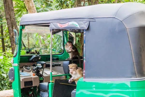 Haputale Sri Lanka Julio 2016 Macacos Infestan Tuk Tuk Estacionado — Foto de Stock