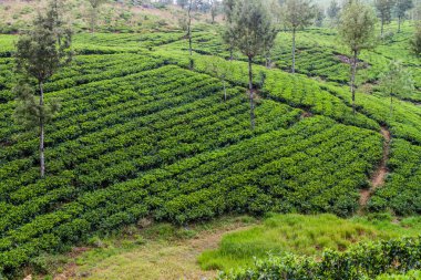 Haputale, Sri Lanka yakınındaki dağlarda çay bahçeleri