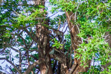Maymunların Udawalawe Milli Parkı, Sri Lanka