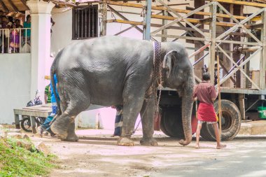 Kandy, Sri Lanka - 19 Temmuz 2016: bir filin Kandy, sokaklarında murat (dolunay) tatil sırasında boşaltma.