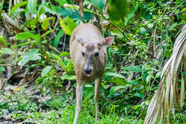 Manuel Antonio, Kosta Rika geyik Ulusal Parkı