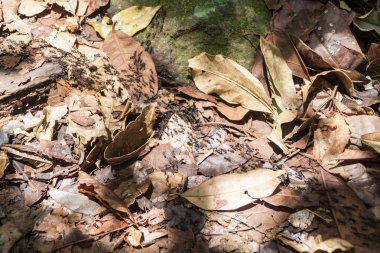 Maderas yanardağ: Ometepe Island, Nicaragua kapsayan bir ormandaki karınca iz
