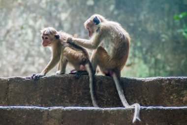 Maymunların Dambulla için bir merdiven üzerinde Tapınak, Sri Lanka mağara