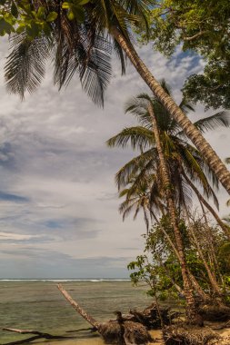 Avuç içi Cahuita Milli Parkı, Kosta Rika