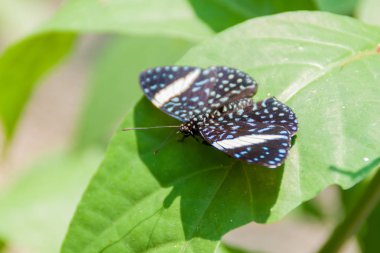 Postacı butterfy Kosta Rika
