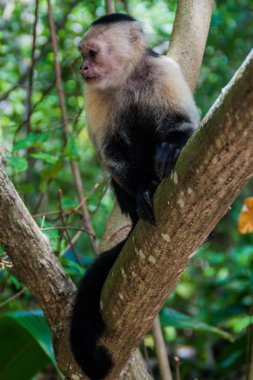Ak başlı capuchin maymunu (Cebus capucinus) Cahuita Milli Parkı, Kosta Rika