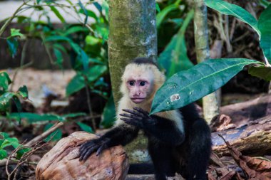 Ak başlı capuchin maymunu (Cebus capucinus) içinde Milli Parkı Manuel Antonio, Kosta Rika