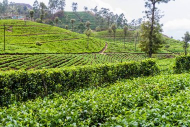 Haputale, Sri Lanka yakınındaki dağlarda çay tarlaları