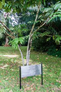 Yuri Gagarin içinde Peradeniya Kraliyet Botanik Bahçeleri Kandy, Sri Lanka yakınındaki tarafından dikilmiştir sarı Saraca ağaç (Saraca Thaipingensis)
