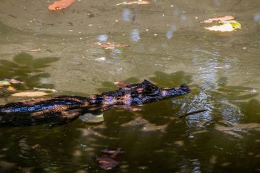 Gözlüklü caiman (Caiman crocodilus) bir havuzda La Fortuna, Kosta Rika yakınındaki