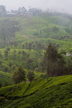 Çay tarlaları Lipton'ın koltuk etrafında dağlarda Haputale, Sri Lanka oteller