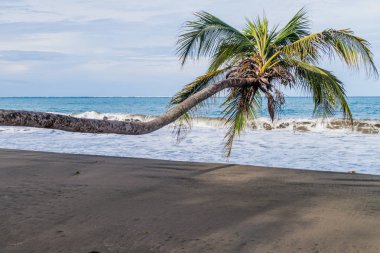 Cahuita Milli Parkı, Kosta Rika bir plajda palmiye