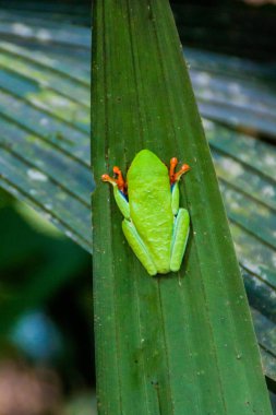 Bir ormandaki yakınındaki La Fortuna, Kosta Rika bıkkın ağaç kurbağası (amfibi callidryas)