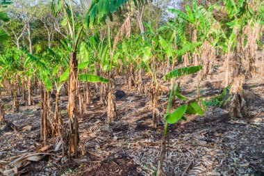 Patch muz bitki: Ometepe Island, Nicaragua