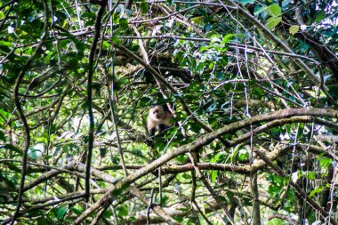 Ak capuchin maymunu Maderas yanardağ: Ometepe Island, Nicaragua kapsayan bir bulut ormanda