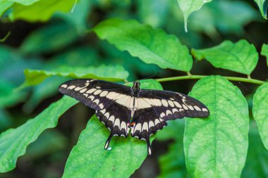 Heraclides thoas kelebek, Kosta Rika