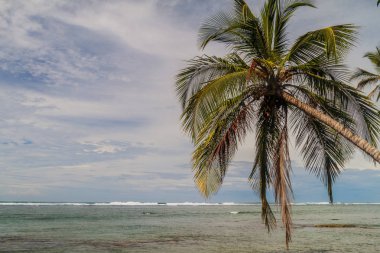 Palmiye ve deniz Cahuita Milli Parkı, Kosta Rika