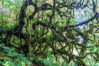 Bulut: Ometepe Island, Nicaragua Maderas volkana kapsayan orman