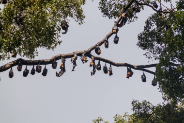 Meyve yarasalar (uçan tilkiler) içinde Kraliyet Botanik Bahçeleri yakınında Kandy, Sri Lanka