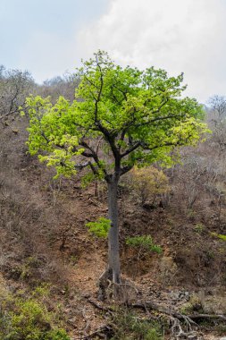 Ağacın yanında Somoto Kanyon, Nicaragua