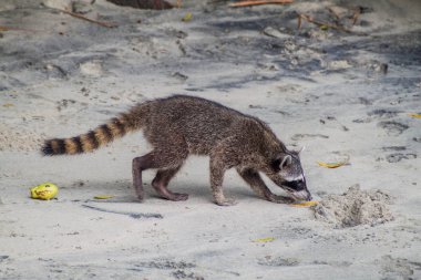 Yengeç yiyen rakun (Procyon cancrivorus) içinde Milli Parkı Manuel Antonio, Kosta Rika