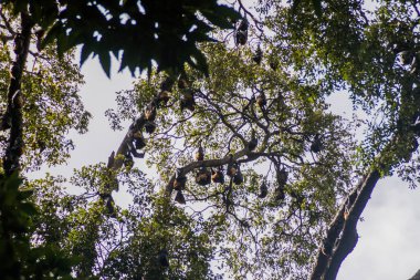 Meyve yarasalar (uçan tilkiler) içinde Kraliyet Botanik Bahçeleri yakınında Kandy, Sri Lanka