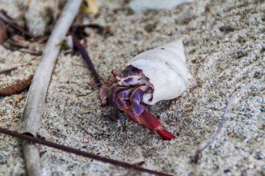 Yalnızcıl yengeç Cahuita Milli Parkı, Kosta Rika