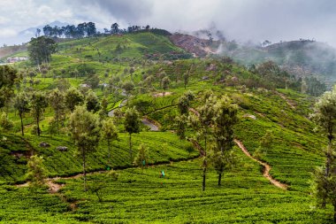 Çay tarlaları Lipton'ın koltuk etrafında dağlarda Haputale, Sri Lanka oteller