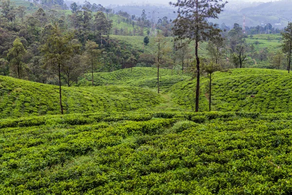 Jardins Chá Perto Aldeia Nanu Oya Sri Lanka — Fotografia de Stock