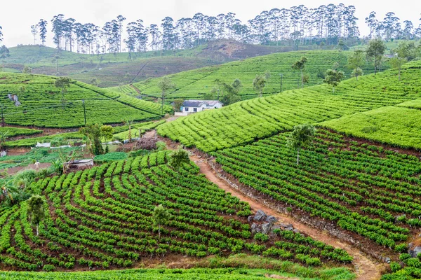 Tea Gardens Nära Bandara Eliya Bosättning Sri Lanka — Stockfoto