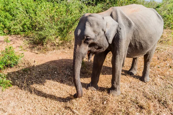 Дикий Ланкийский Слон Elephas Maximus Maximus Национальном Парке Удавалаве Шри — стоковое фото