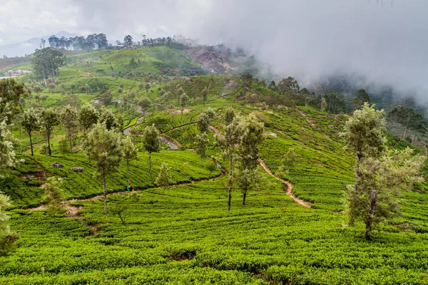 Çay tarlaları Lipton'ın koltuk etrafında dağlarda Haputale, Sri Lanka oteller