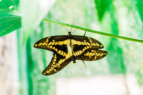 Heraclides thoas kelebekler, Kosta Rika çifti