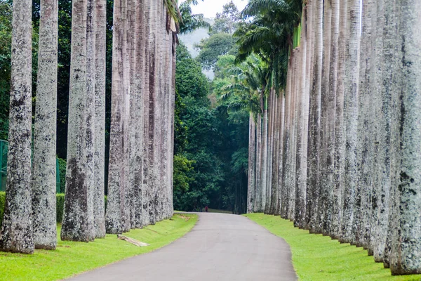 Palmiye sokak içinde Kraliyet Botanik Bahçeleri yakınında Kandy, Sri Lanka