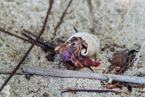 Krab Poustevník Cahuita Národní Park Costa Rica — Stock fotografie