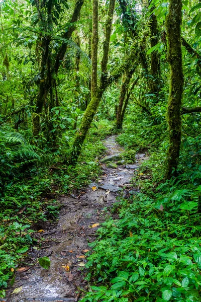 Szlak Turystyczny Sendero Los Quetzales Parku Narodowym Volcan Baru Podczas — Zdjęcie stockowe