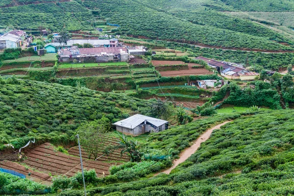 Fält Grönsaker Och Trädgårdar Nära Staden Nuwara Eliya Sri Lanka — Stockfoto