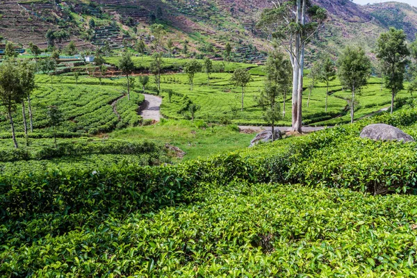Haputale, Sri Lanka yakınındaki dağlarda çay tarlaları