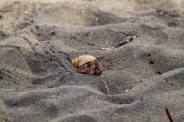 Einsiedlerkrebs Einem Strand Cahuita Nationalpark Costa Rica — Stockfoto