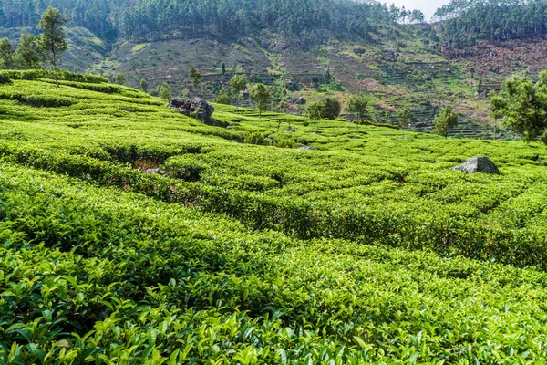 Haputale, Sri Lanka yakınındaki dağlarda çay tarlaları