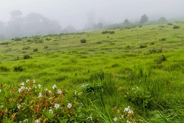 Milli Parkı Volcan Baru çayır yağmurlu mevsiminde, Panama.