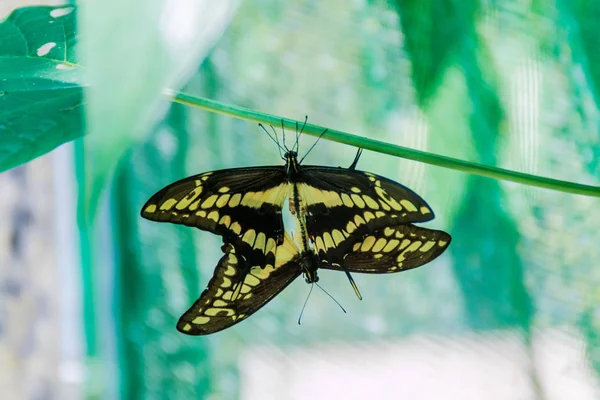 Par Heraclides Thoas Borboletas Costa Rica — Fotografia de Stock