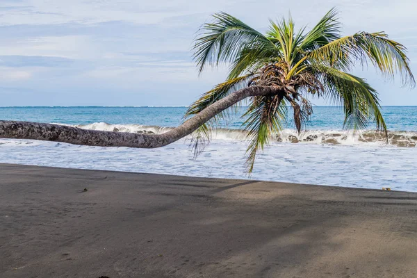 Cahuita Milli Parkı, Kosta Rika bir plajda palmiye