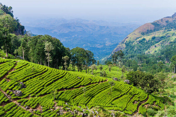 Чайные плантации вблизи Хапутале, Шри-Ланка
