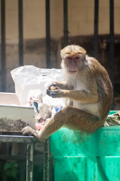 Kandy, Sri Lanka - 19 Temmuz 2016: Makak gıda dinlenirken gelen bir çöp yiyor.