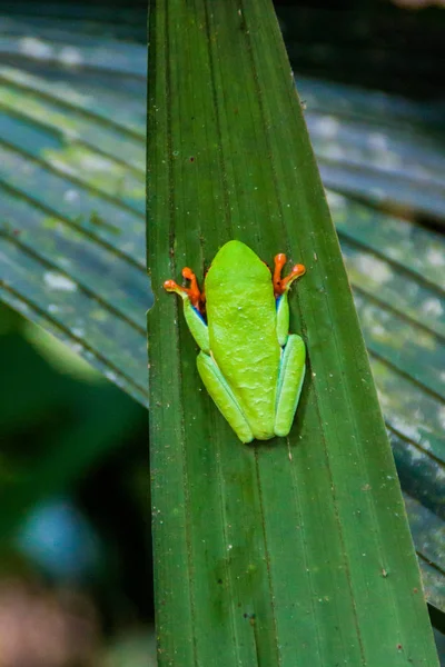 Bir ormandaki yakınındaki La Fortuna, Kosta Rika bıkkın ağaç kurbağası (amfibi callidryas)