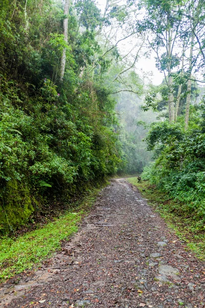 Mała Droga Parku Narodowego Volcan Baru Panama — Zdjęcie stockowe