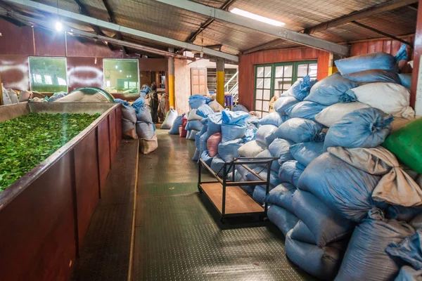 Kandy Sri Lanka Juli 2016 Interiör Geragama Tea Factory Nära — Stockfoto