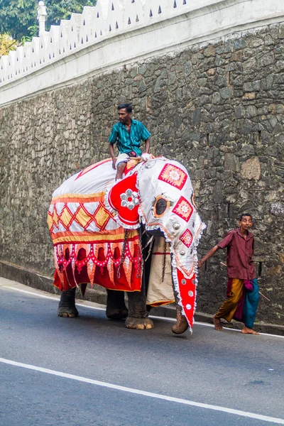 Kandy Sri Lanka Julho 2016 Elefante Decorado Uma Rua Kandy — Fotografia de Stock