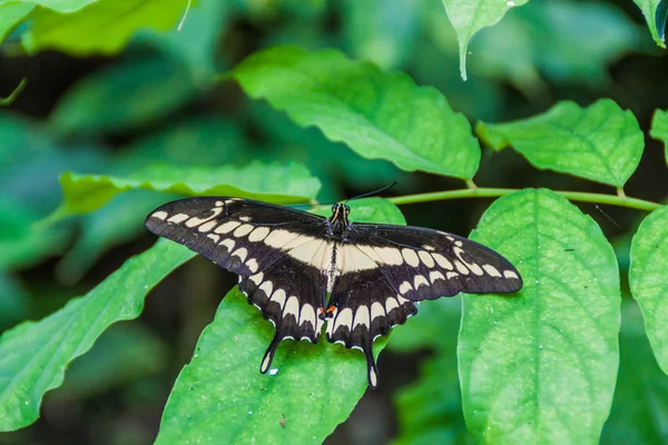 Heraclides thoas kelebek, Kosta Rika